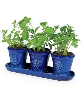 Windowsill Herb Kit