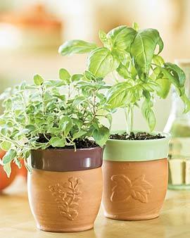 Windowsill Herb Pot