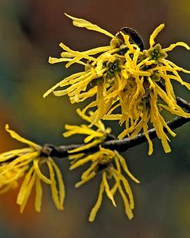 Witch Hazel