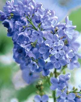 Wonderblue Lilac