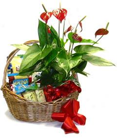 Anthurium & Snack Gift Basket