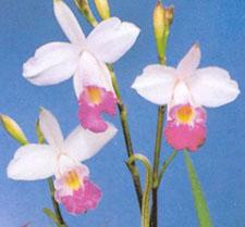 Bamboo Orchid Plant (bulbs)