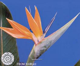 Bird Of Paradise Seed