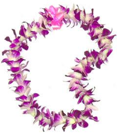Dendrobium Orchid Lel