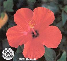 Hibiscus Plant Slips