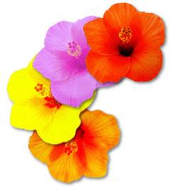 Picture Hibiscus Coasters - Set Of 4