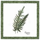 Interceramic Ferns Deco A - 6 X6 Tile & Stone