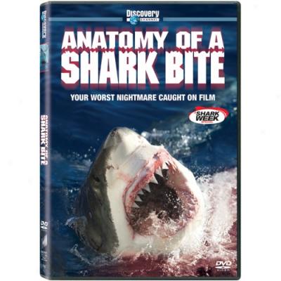 Anatomy Of A Shark Bite (full Frame)