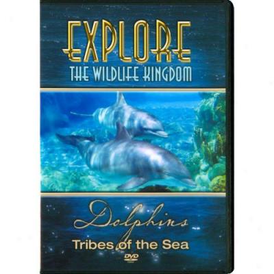 Explore The Wildlife Kingdom: Dolphins - Tribes Of The Sea