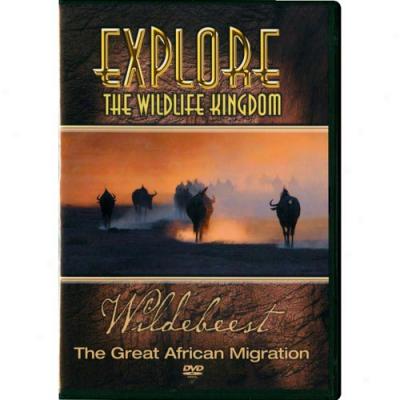 Examine The Wildlife Kingdom: Wildebeest - The Great African Migration