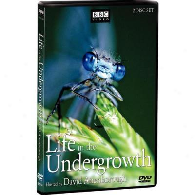 Life In The Undergrowth (widescreen)