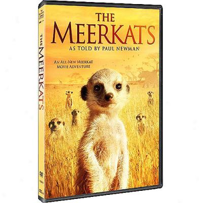 Meerkats (widescreen)