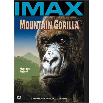 Mountain Gorilla