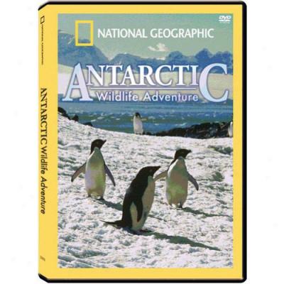 National Geographic: Antarctic Wildlife Adventure (full Frame)