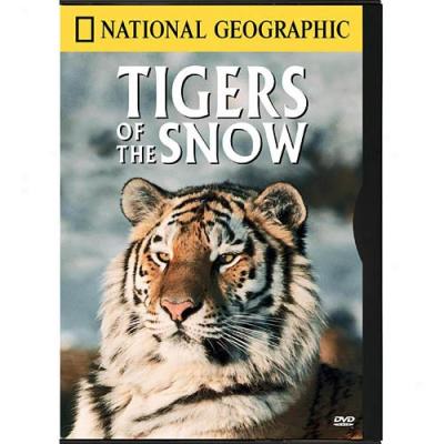 National Geographic: Tigers Of The Snow (full Frame)