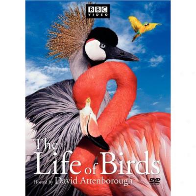 The Life Of Birds