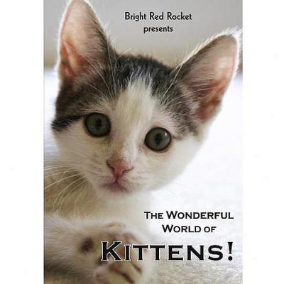 The Wonderful World Of Kittens