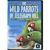 Wild Parrots Of Telegraph Hill, The