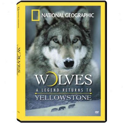 Wolves: A Legend Returns To Yellowstone (full Frame)