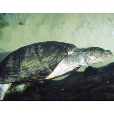 African Aquatic Sideneck Turtle
