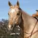Alamo Saddlery Cowboy Knot Tack - Split Reins