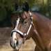 Alamo Show Halter With Silver Bars