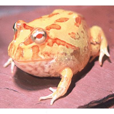 Albino Pacman Frog