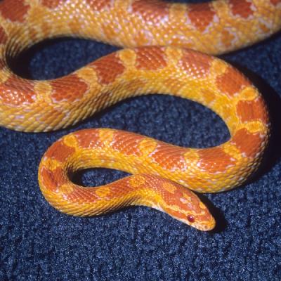 Amelanistic/albino Corn Snake