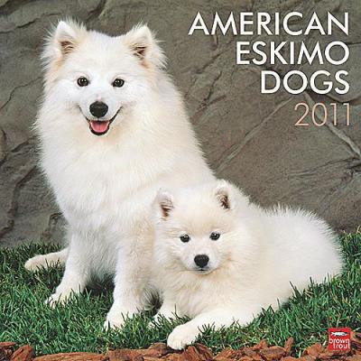 American Eskimo Dog 2011 Calendar