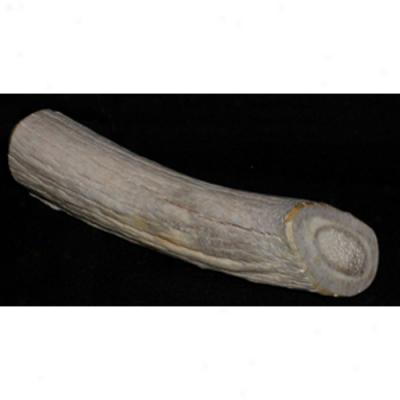 Antlerz- Large Naturally Shed Deer Antlers