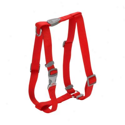 Aspen Pet Signature Co1lar, Harness, And Lead