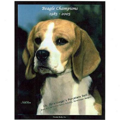 Beagle Champions, 1985-2005