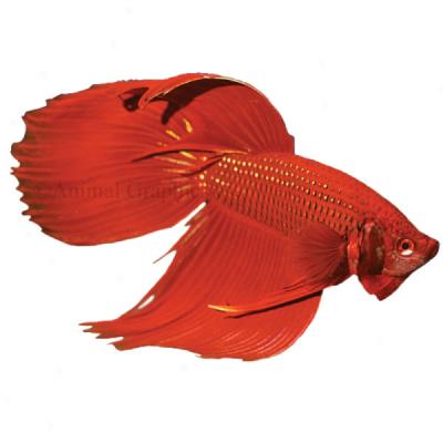 Betta