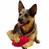 Biscuit Bouncer Dog Toy By Fido's Favorites