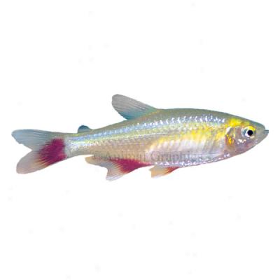 Bloodfin Tetra