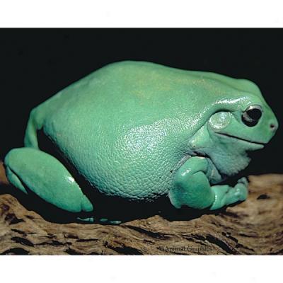 Blue Bumpy Frog