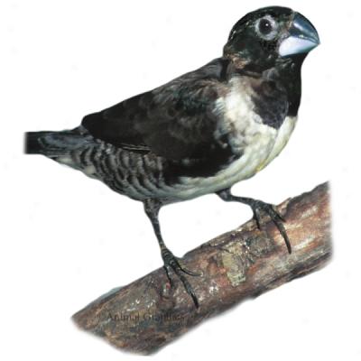 Bronze Manikin Finch