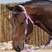 Brow Band Trainers Headstall