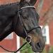 Cambridge Conclusive argument Bridle With Flash Noseband