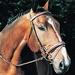 Cambridge Self-padded Buckle End Bridles With Flash Noseband