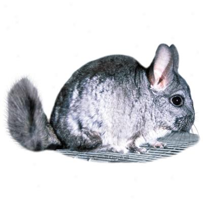 Chinchilla