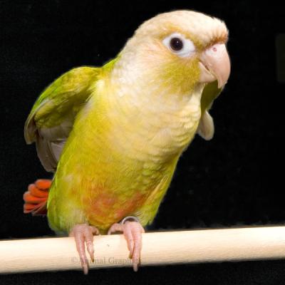 Cinnamon Green Cheek Conure