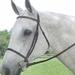 Collegiate Simple Raised Bridle