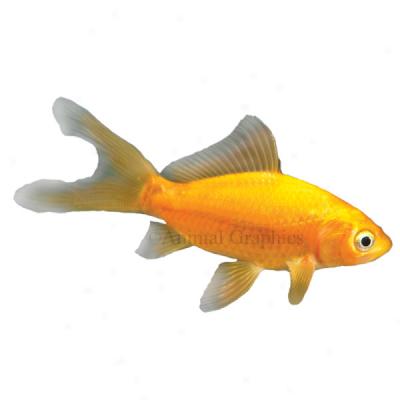 Comet Goldfish