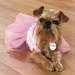 Companion Road® Ballerina Dog Costume