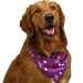 Companion Road® Puplre Halloween Bandana