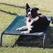 Coolaroo® Pet Beds