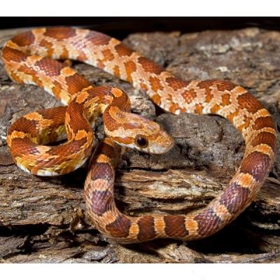 Corn Snake