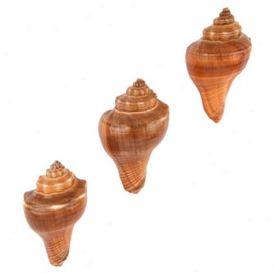 Crabworx Small Shells - 3-pack