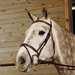 Crosby Raised Pwdded Stitched Bridle With Flash